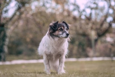 Siyah beyaz şirin bir melez köpeğin portresi.