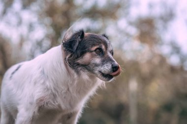 Siyah beyaz şirin bir melez köpeğin portresi.