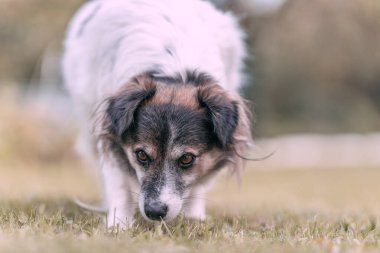 Siyah beyaz şirin bir melez köpeğin portresi.