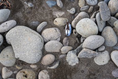 İzlanda 'dan gelen doğal doku, renk ve şekle yakın çekim. Arkaplan için güzel soyut ve sanatsal doğa.