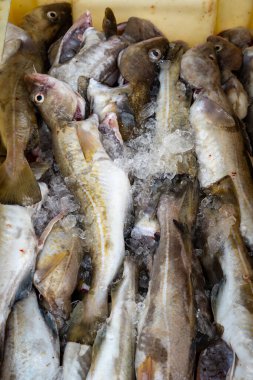 İzlanda 'dan gelen doğal doku, renk ve şekle yakın çekim. Arkaplan için güzel soyut ve sanatsal doğa.