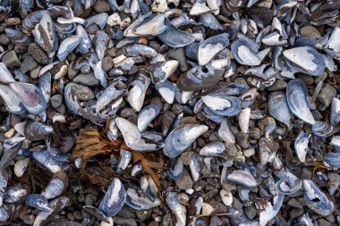 İzlanda 'dan gelen doğal doku, renk ve şekle yakın çekim. Arkaplan için güzel soyut ve sanatsal doğa.