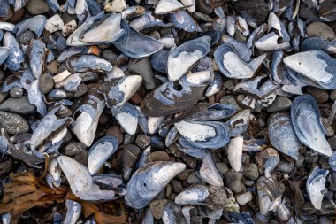 İzlanda 'dan gelen doğal doku, renk ve şekle yakın çekim. Arkaplan için güzel soyut ve sanatsal doğa.
