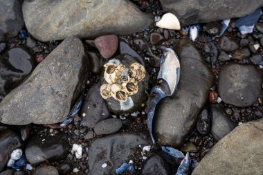 İzlanda 'dan gelen doğal doku, renk ve şekle yakın çekim. Arkaplan için güzel soyut ve sanatsal doğa.