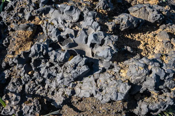 İzlanda 'dan gelen doğal doku, renk ve şekle yakın çekim. Arkaplan için güzel soyut ve sanatsal doğa.