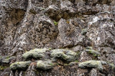 İzlanda 'dan gelen doğal doku, renk ve şekle yakın çekim. Arkaplan için güzel soyut ve sanatsal doğa.