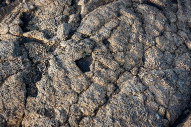 İzlanda 'dan gelen doğal doku, renk ve şekle yakın çekim. Arkaplan için güzel soyut ve sanatsal doğa.