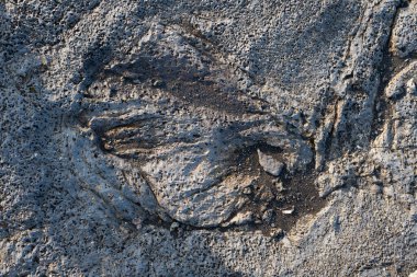 İzlanda 'dan gelen doğal doku, renk ve şekle yakın çekim. Arkaplan için güzel soyut ve sanatsal doğa.