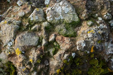 İzlanda 'dan gelen doğal doku, renk ve şekle yakın çekim. Arkaplan için güzel soyut ve sanatsal doğa.