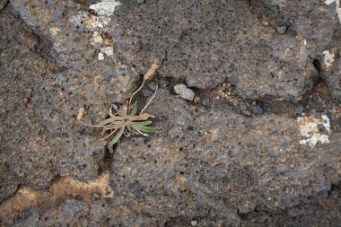 İzlanda 'dan gelen doğal doku, renk ve şekle yakın çekim. Arkaplan için güzel soyut ve sanatsal doğa.