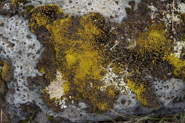 İzlanda 'dan gelen doğal doku, renk ve şekle yakın çekim. Arkaplan için güzel soyut ve sanatsal doğa.