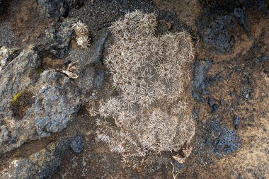 İzlanda 'dan gelen doğal doku, renk ve şekle yakın çekim. Arkaplan için güzel soyut ve sanatsal doğa.
