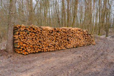 İlkbaharda bir ormanda odun yığınları üst üste yığılmış.