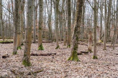 Baltık Denizi 'nde Ahrenshoop yakınlarında batı sahilinde gün batımı. Fischland Zingst Dar, Mecklenburg-Vorpommern