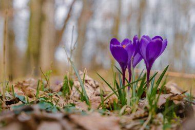 Almanya 'nın Bavyera ormanında mor kır çiçekleri. İlk bahar çiçekleri.
