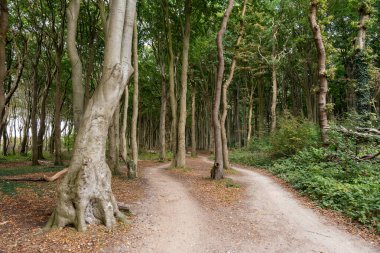 Gündoğumu plajda Hayalet Ormanı Nienhagen Baltık Denizi, Baltık Sahili, Mecklenburg-Vorpommern, Almanya