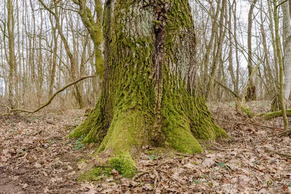 Ormanda yosunlu yaşlı meşe ağacı. Ormanda ilkbaharın başlarında