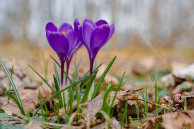 Ormanda ilkbaharın başlarında açan mor kır çiçekleri.