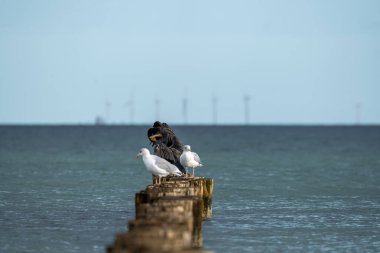 Baltık Denizi sahilinde dramatik bulutlar ve deniz Fischland Zings 'de