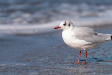 Fischland Zingst Darss 'ta Baltık Denizi plajı ve denizi olan martı.