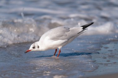 Fischland Zingst Darss 'ta Baltık Denizi plajı ve denizi olan martı.