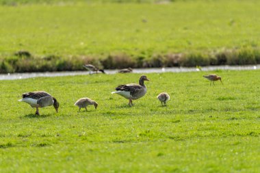 Güzel doğa, hayvanlar ve tabiat Marken yakınlarında, W