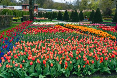 Çiçekler ve lale bahçesi Keukenhof. Renkli çiçek açan lale sahası