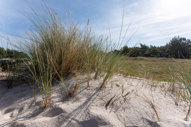 Strandgras am Strand der Ostsee Halbinsel Dar Nat
