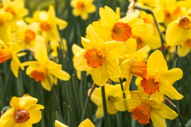 Hollanda 'daki Keukenhof parkında nergisler