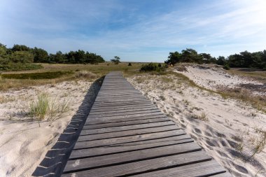 Strandgras am Strand der Ostsee Halbinsel