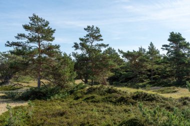 Baltık Denizi sahilinde kumlu çimenler