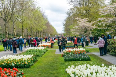 Çiçekler ve lale bahçesi Keukenhof. Renkli çiçek açan lale sahası