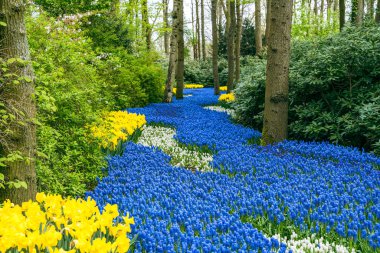Baharda Hollanda, Lisse 'deki Keukenhof bahçeleri. Renkli nergis