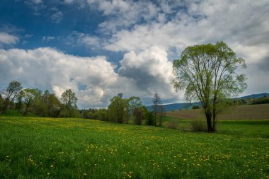 Çiçekli çayırları, mavi gökyüzü ve Bavyera Almanya 'da beyaz bulutları olan güzel bahar manzarası.