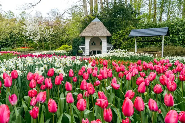 Çiçekler ve lale bahçesi Keukenhof. Renkli çiçek açan lale sahası