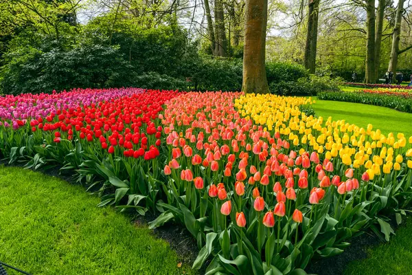 Çiçekler ve lale bahçesi Keukenhof. Renkli çiçek açan lale sahası