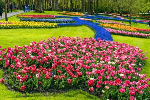Çiçekler ve lale bahçesi Keukenhof. Renkli çiçek açan lale sahası