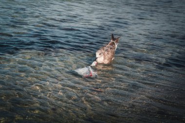 Ostsee Strand mit Boot ve Ahrenshoop Ostseekste