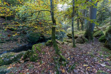 Buchberger Leite Wildbachklamm im Bayerischer Wald Deutschland