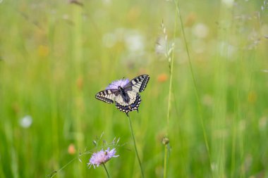 Bavyera Almanya 'sında Kırlangıç Kelebeği