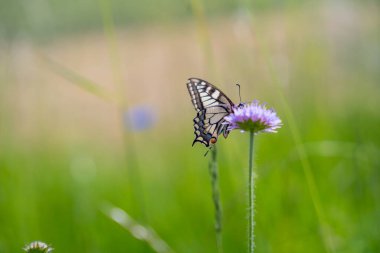 Bavyera Almanya 'sında Kırlangıç Kelebeği