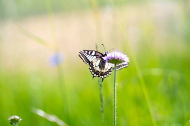 Bavyera Almanya 'sında Kırlangıç Kelebeği