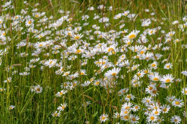 Almanya 'da Bavyera' da papatya çayırı. Kıskançlık kavramı