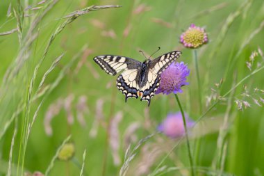 Bavyera Almanya 'sında Kırlangıç Kelebeği