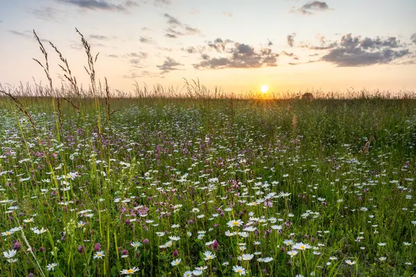Beyaz papatyaların üzerinde gün batımını yaban çiçeği çayırında.