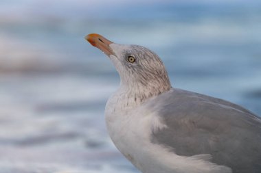 Ostseebad Sellin auf der Insel Ruegen Mecklenburg-Vorpommern 'de