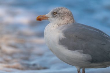 Ostseebad Sellin auf der Insel Ruegen Mecklenburg-Vorpommern 'de