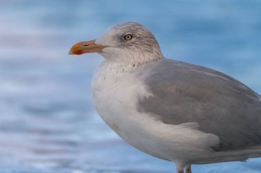 Ostseebad Sellin auf der Insel Ruegen Mecklenburg-Vorpommern 'de