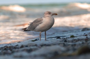 Ostseebad Sellin auf der Insel Ruegen in Mecklenburg-Vorpommern clipart