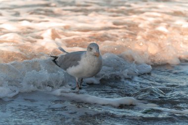 Ostseebad Sellin auf der Insel Ruegen Mecklenburg-Vorpommern 'de
